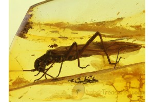 Plecoptera Great Looking STONEFLY in BALTIC AMBER 199