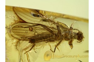 Plecoptera Great Looking STONEFLY in BALTIC AMBER 521