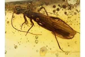 Plecoptera Nice STONEFLY in Genuine BALTIC AMBER 686