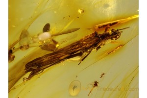 Plecoptera STONEFLY Inclusion in Genuine BALTIC AMBER 78