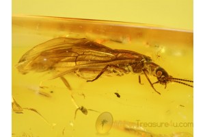 Plecoptera Superb Looking STONEFLY in BALTIC AMBER 603