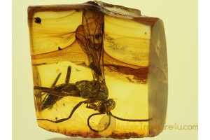 Pompilidae SPIDER WASP & Larval Case in BALTIC AMBER 149