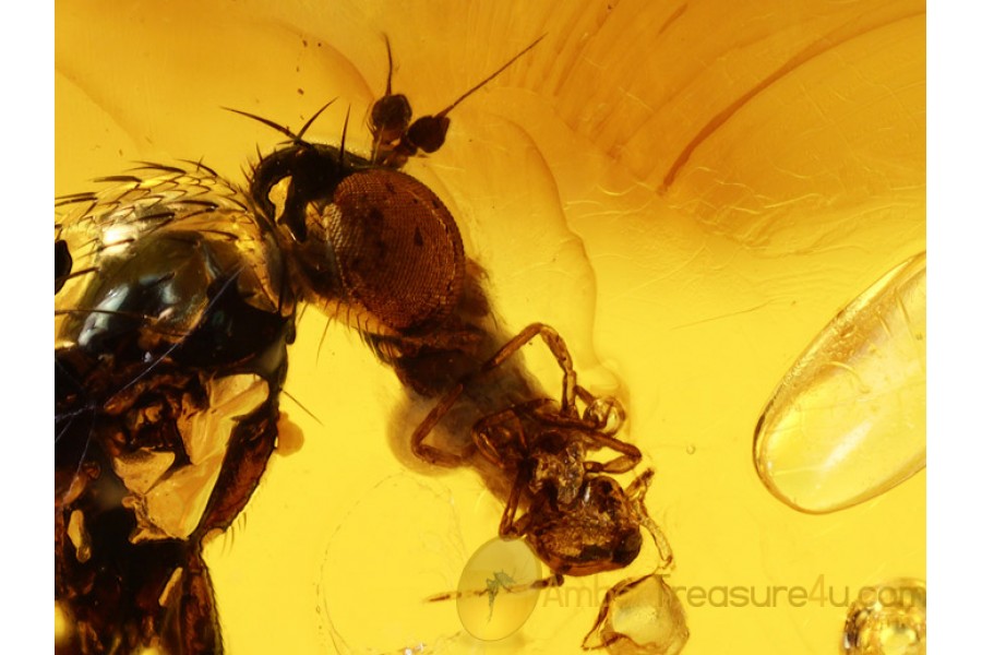 Predation DOLICHOPODID FLY w PREY in BALTIC AMBER 639