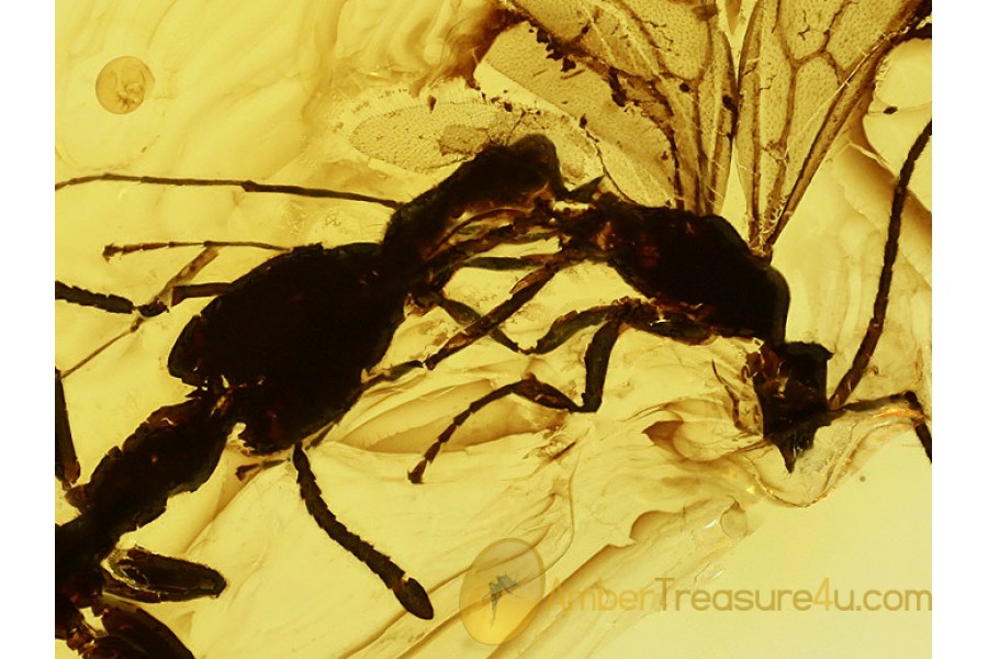 Probably Fighting ANTS Inclusion in BALTIC AMBER 534