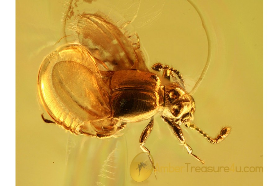 Pselaphinae Short-Winged Mold Beetle in BALTIC AMBER 915 Pselaphinae Short-Winged Mold Beetle in BALTIC AMBER 915