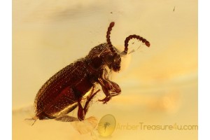 Ptinidae Superb SPIDER BEETLE in BALTIC AMBER 1001