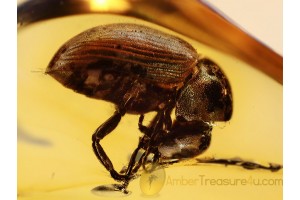 Ptinidae Xyletininae SPIDER BEETLE in BALTIC AMBER 1012