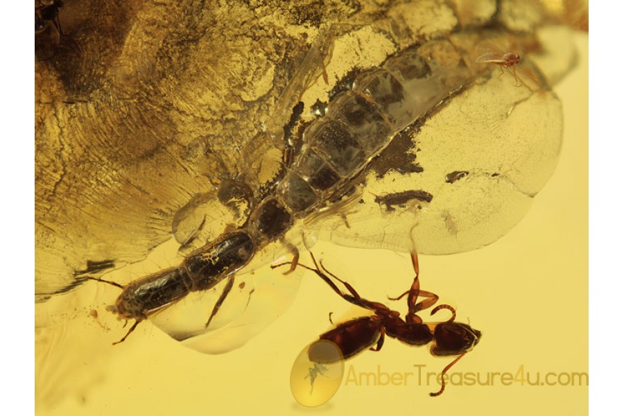 RAPHIDIOPTERA Huge Snakefly Larva in BALTIC AMBER 369