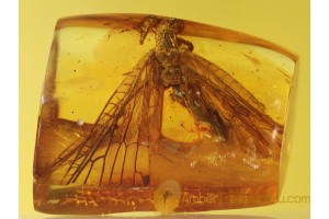 RAPHIDIOPTERA Huge Snakefly in BALTIC AMBER 600