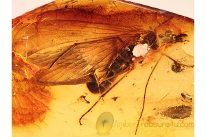 MECOPTERA Large SCORPIONFLY in BALTIC AMBER 694