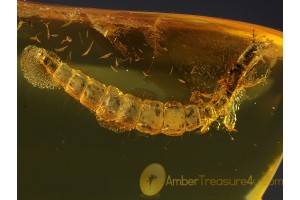 RAPHIDIOPTERA Snakefly Larva in BALTIC AMBER 248