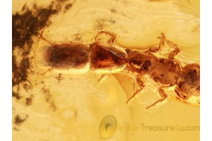 RAPHIDIOPTERA Snakefly Larva in BALTIC AMBER 883