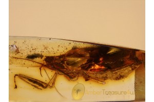 REDUVIIDAE Emesinae ASSASSIN BUG in BALTIC AMBER 697