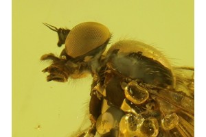 RHAGIONIDAE Superb SNIPE FLY Genuine BALTIC AMBER 87