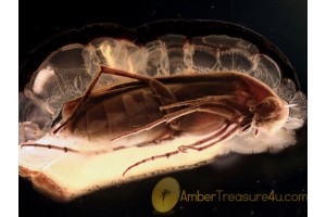 RHIPIPHORIDAE Pelecotoma Wedge-Shaped BEETLE in BALTIC AMBER