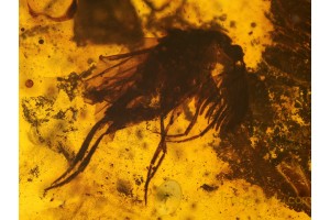 RHIPIPHORIDAE Wedge-Shaped BEETLE in BALTIC AMBER 182