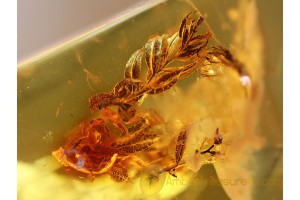 Rare MOSS TWIGS in Genuine BALTIC AMBER 961