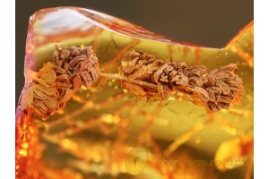 Rare OAK INFLORESCENCE  in BALTIC AMBER 884