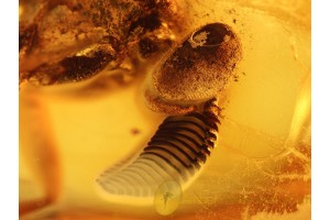 Rare XYLOPHAGIDAE FLY Inclusion in BALTIC AMBER 800