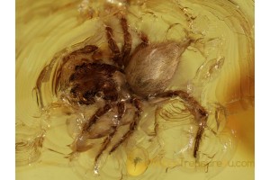 SALTICIDAE Great JUMPING SPIDER in BALTIC AMBER 441