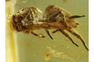 SALTICIDAE JUMPING SPIDER in BALTIC AMBER 655