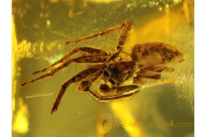 SALTICIDAE Superb JUMPING SPIDER in BALTIC AMBER 227