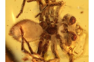 SALTICIDAE Superb JUMPING SPIDER in BALTIC AMBER 830