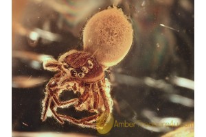 SALTICIDAE Superb JUMPING SPIDER in BALTIC AMBER 950