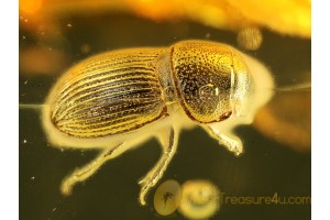 SCARABIDAE BEETLE Inclusion in BALTIC AMBER 241