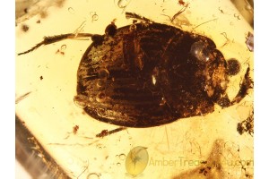 SCARAB BEETLE Canthonini in BALTIC AMBER 827