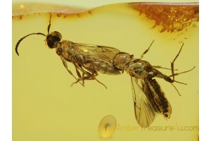 SCELIONIDAE 2 Great WASPS in BALTIC AMBER 316
