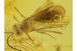 SCELIONIDAE Great WASP in Genuine BALTIC AMBER 237