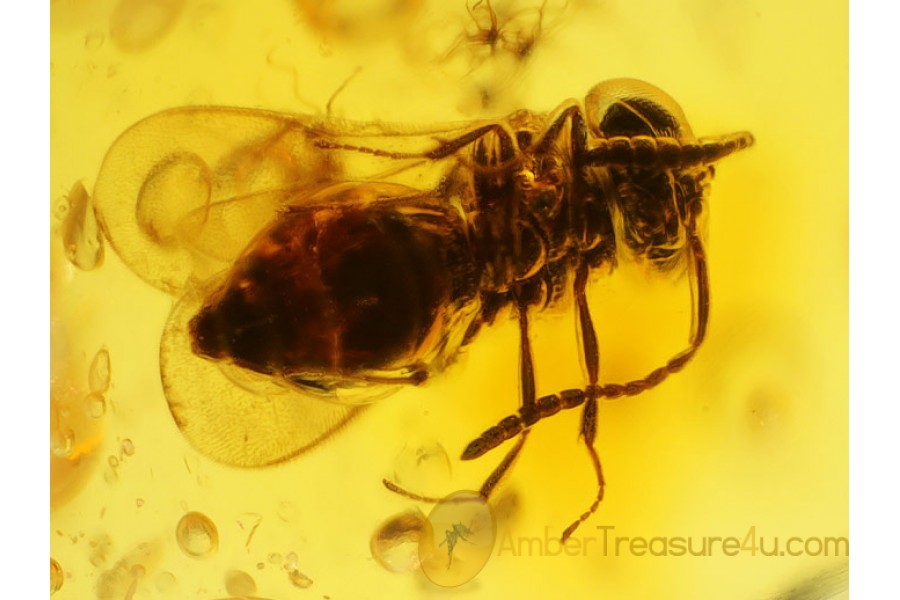 SCELIONIDAE Great Looking WASP in Genuine BALTIC AMBER 239