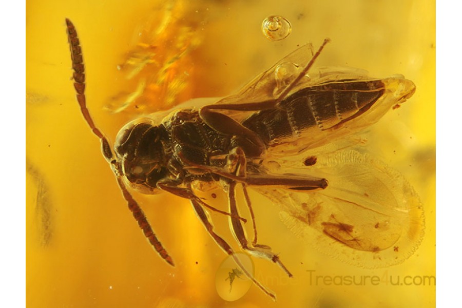 SCELIONIDAE Superb Looking WASP in Genuine BALTIC AMBER 359