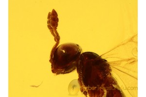 SCELIONIDAE Superb Looking Tiny WASP in BALTIC AMBER 720