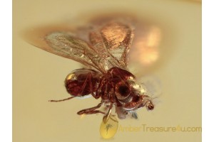 SCELIONIDAE Tiny WASP Inclusion BALTIC AMBER 1131