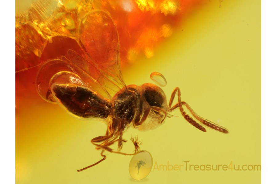 SCELIONIDAE superb WASP in Genuine BALTIC AMBER 238