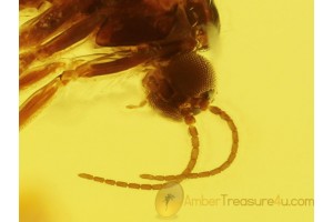 SCIARIDAE Great Preserved GNAT in BALTIC AMBER 261