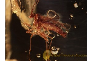 SCIARIDAE Great GNAT & BUBBLES in BALTIC AMBER 880