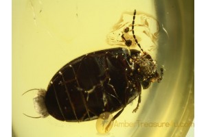 SCIRTIDAE CYPHON MARSH BEETLE in BALTIC AMBER 506