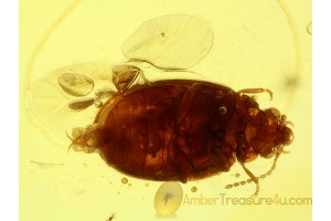 SCIRTIDAE CYPHON MARSH BEETLE in BALTIC AMBER 525