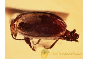 SCIRTIDAE Great MARSH BEETLE in BALTIC AMBER 993