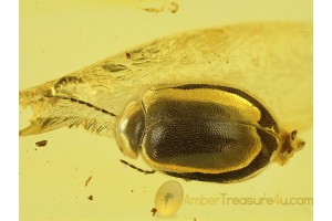 SCIRTIDAE MARSH BEETLE in BALTIC AMBER 294