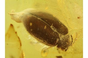 SCIRTIDAE MARSH BEETLE in BALTIC AMBER 326