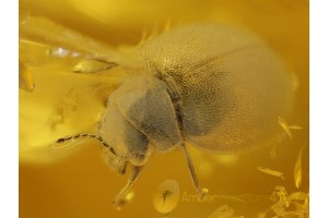 SCIRTIDAE MARSH BEETLE in BALTIC AMBER 343