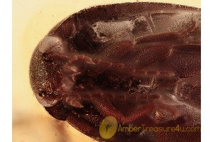 SCIRTIDAE Marsh Beetle in BALTIC AMBER 1070