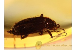 SCIRTID Beetle ELODES in BALTIC AMBER 750