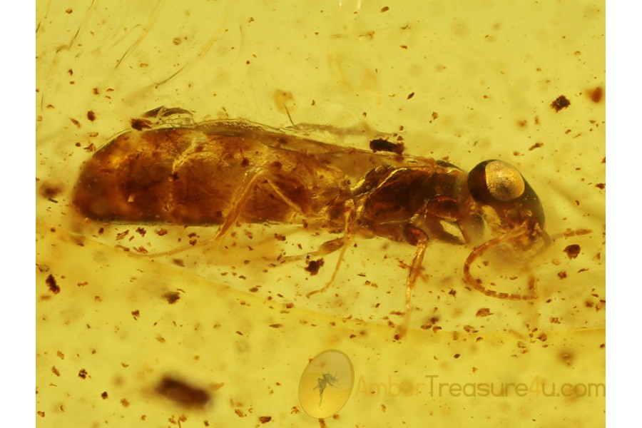 SCOLEBYTHIDAE WASP in Genuine BALTIC AMBER 288