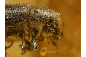 SCOLYTINAE BARK BEETLE in BALTIC AMBER 747