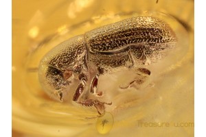 SCOLYTINAE Great Bark Beetle in BALTIC AMBER 1000